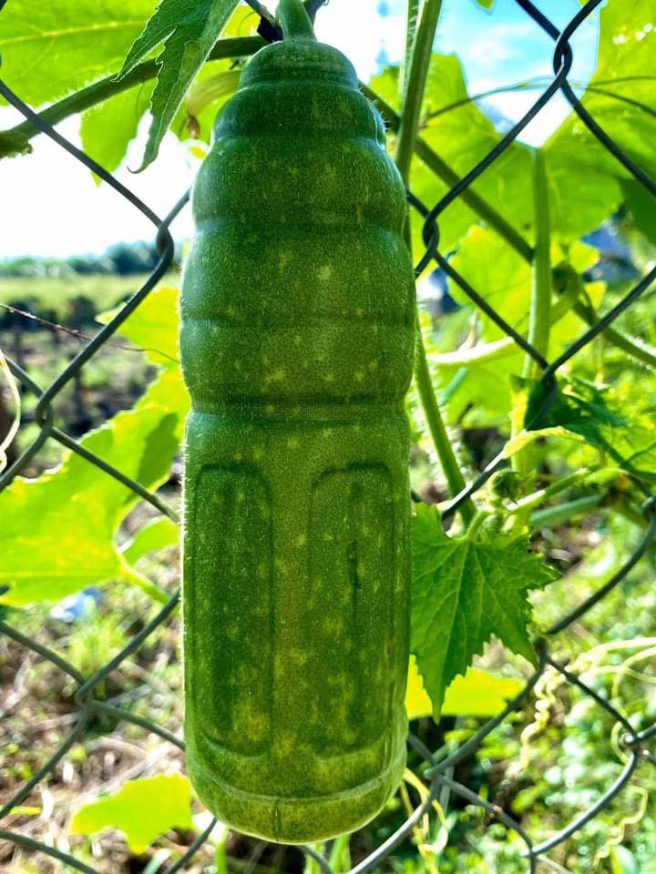 Quả hình dáng kỳ lạ không phải quá hiếm song mỗi lần xuất hiện đều gây sốt thị trường. Quả bí đao có hình thù như một chai nước, đủ đường cong uốn lượn mới đây là một ví dụ điển hình. Ảnh: Dân Việt