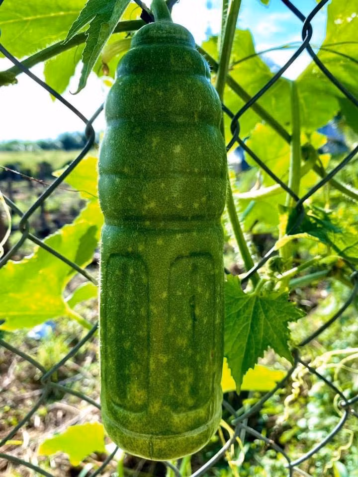 Quả hình dáng kỳ lạ không phải quá hiếm song mỗi lần xuất hiện đều gây sốt thị trường. Quả bí đao có hình thù như một chai nước, đủ đường cong uốn lượn mới đây là một ví dụ điển hình. Ảnh: Dân Việt