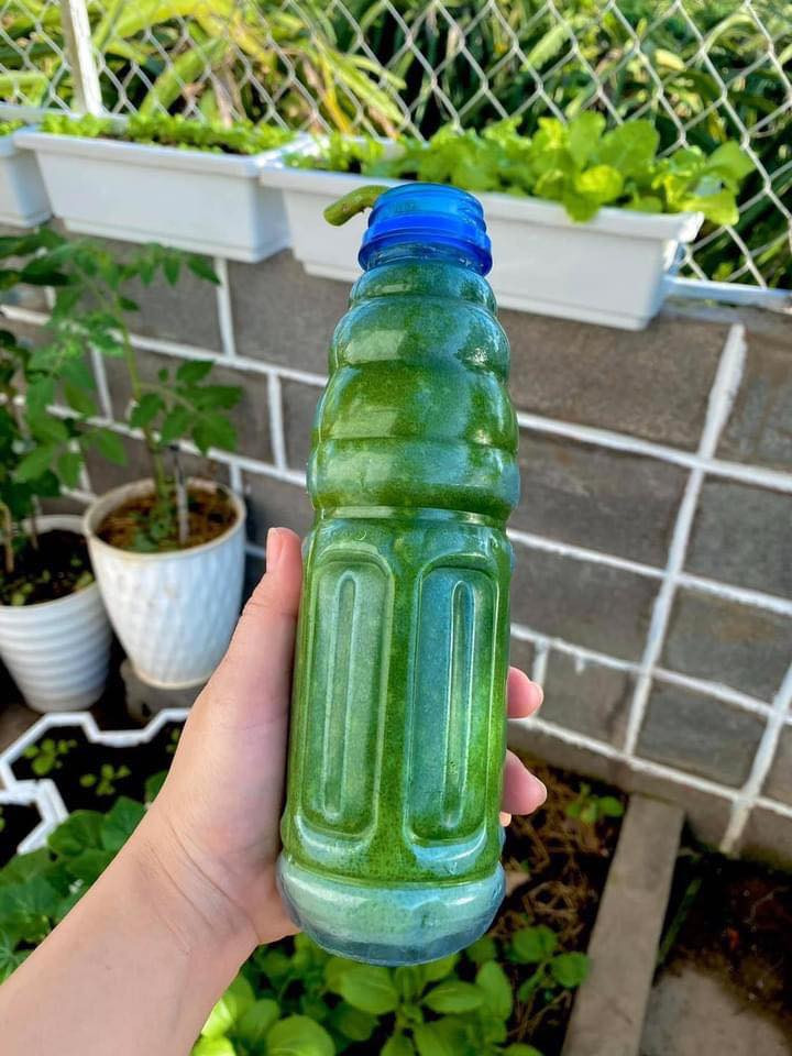 Khi quả lớn dần, kín chặt các góc cạnh của chai thì cũng đến lúc thu hoạch. Ảnh: Dân Việt