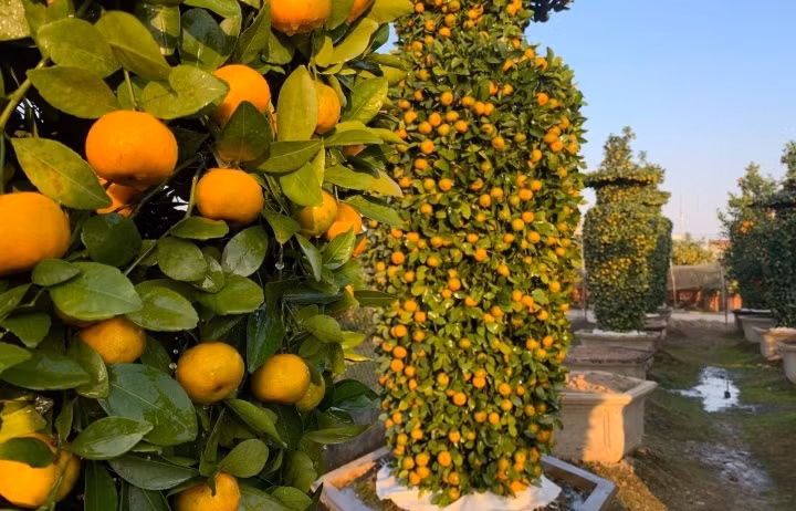 Phải mất 3 - 4 năm, một cây quýt bình thường mới đủ độ trưởng thành để tạo tác lọ lục bình đạt kích thước. Ảnh: VTCNews.