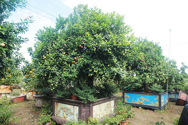 Mỗi cây chanh tứ quý ghép bưởi cao khoảng gần 4m, tính cả chậu. Ảnh: Dân Việt