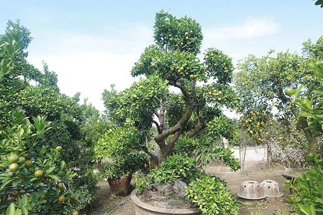 Cành quất được ghép vào thân bưởi cách đây 3 tới 4 năm. Khi cành quất sống khỏe trên thân cây bưởi mới tạo dáng cho cây và làm tán từng tầng. Giá mỗi cây dao động từ 80 – 150 triệu đồng. Ảnh: Dân Việt