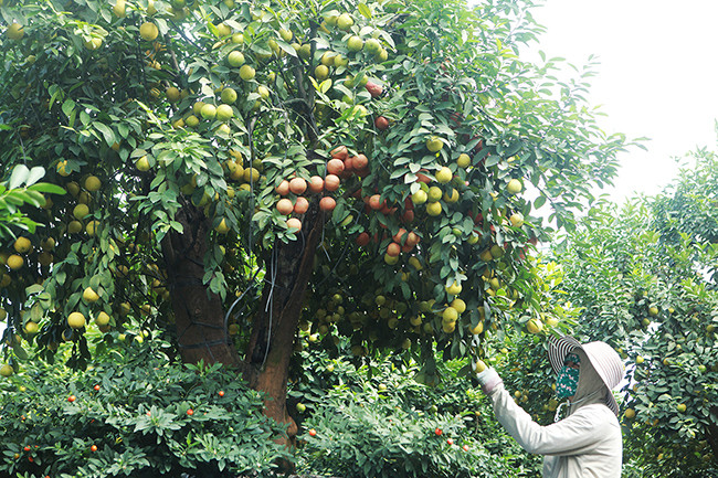 Những chùm chanh sai trĩu quả trông thích mắt. Ảnh: Dân Việt