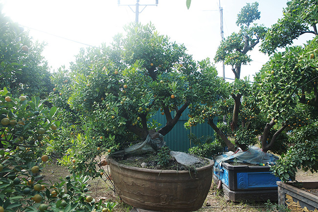 Năm nay, một nhà vườn cây cảnh ở Văn Giang (Hưng Yên) đưa ra thị trường khoảng 15 cây quất ghép bưởi cỡ đại khá lạ mắt. Ảnh: Dân Việt