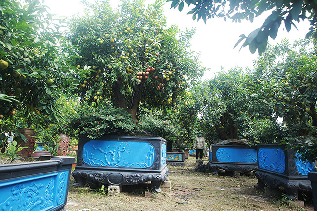 Tết năm nay, một nhà vườn ở Văn Giang (Hưng Yên) tung ra thị trường hơn chục cây chanh tứ quý ghép bưởi cỡ đại với giá từ 100 -200 triệu đồng/cây. Ảnh: Dân Việt