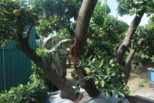 Thân cây bưởi được chọn phải có độ tuổi hàng chục năm và thế độc, lạ, đẹp. Ảnh: Dân Việt