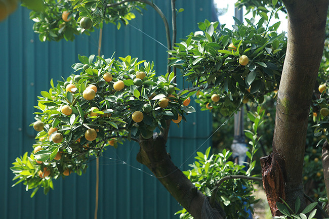 Theo chủ vườn, số lượng không nhiều bởi thời gian làm ra một cây quất ghép thân bưởi lớn phải mất vài năm. Ảnh: Dân Việt