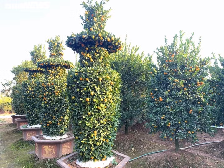 Mỗi cặp quýt lục bình có giá 20 - 35 triệu đồng tuỳ kích thước. Những cặp có giá 35 triệu đồng với chiều cao hơn 4m. Ảnh: VTCNews.