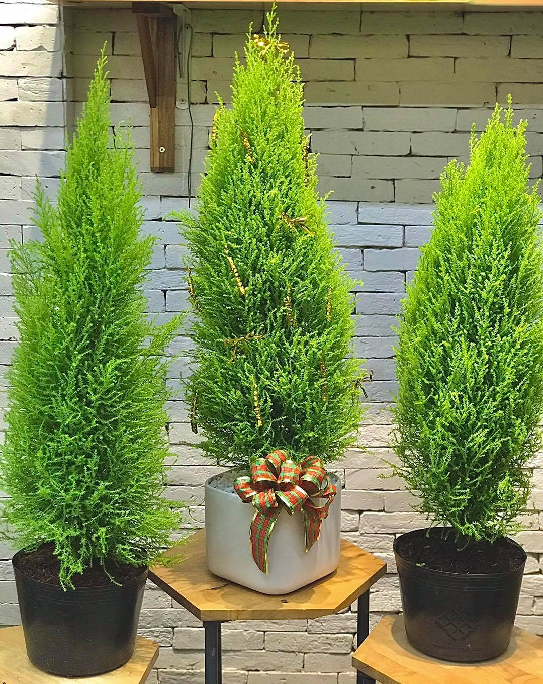 Can Giang sinh, cay thong mini dat khach tren cho mang-Hinh-3