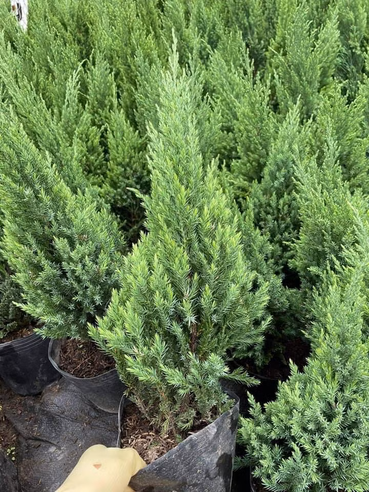 Can Giang sinh, cay thong mini dat khach tren cho mang-Hinh-2