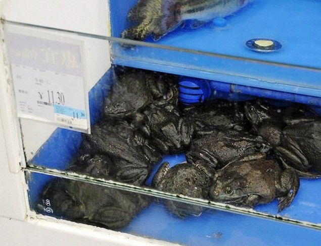 Thậm chí, ếch tươi sống cũng được bày bán để chiều lòng "thượng đế". Ảnh: Getty.