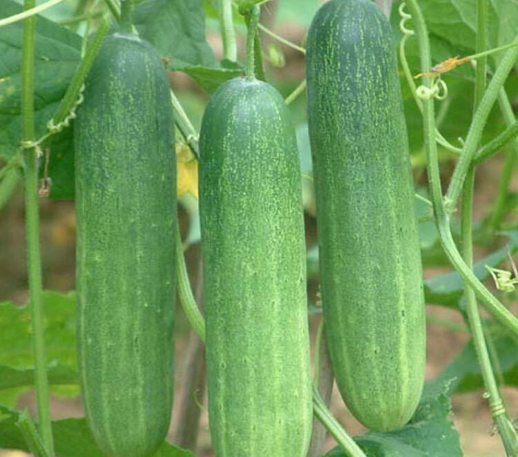 Tại Việt Nam, người trồng dưa chuột thường phun thuốc liên tục.