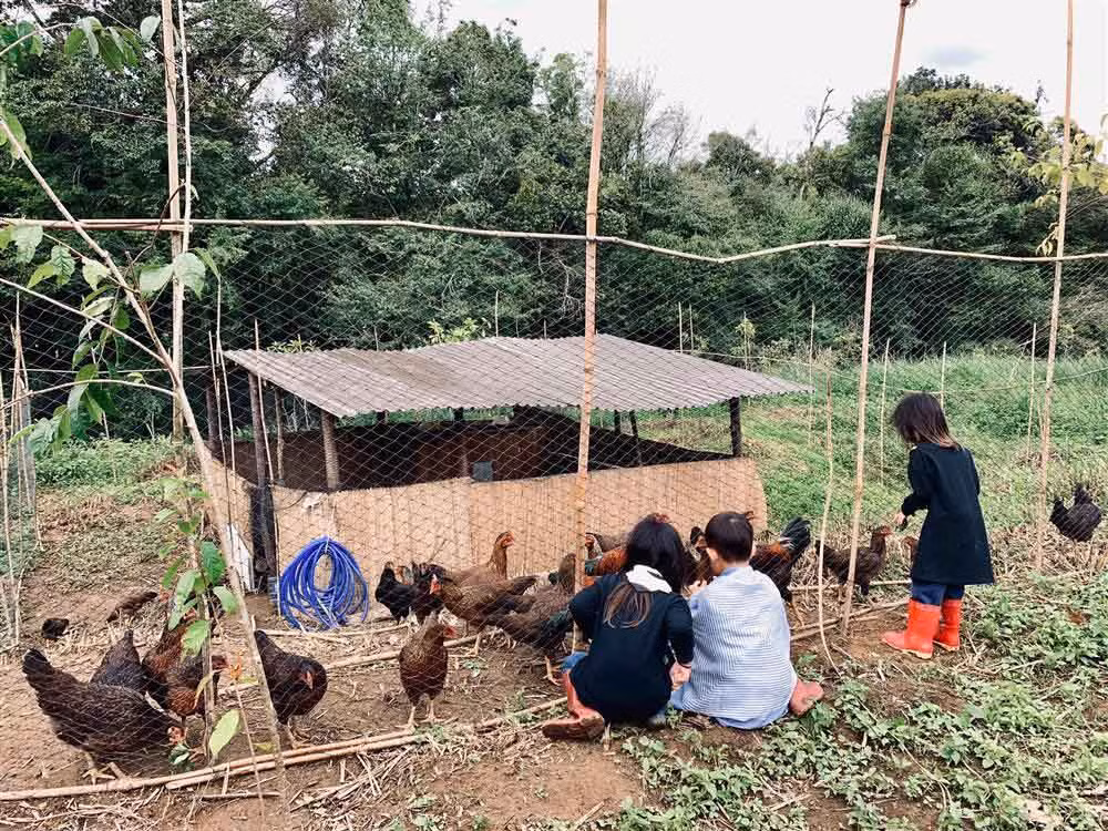 Ở nông trại, các con Lý Hải - Minh Hà được cùng bố mẹ trồng rau, nuôi gà, lội ruộng...những việc ít khi có cơ hội trải nghiệm ở thành phố.