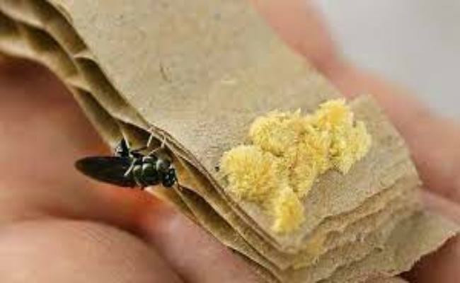 Ruồi lính đen có vòng đời từ 45 đến 50 ngày tuổi. Quá trình sinh trưởng qua 4 chu kỳ: trứng - ấu trùng - kén - ruồi, sau khi đẻ trứng thì ruồi chết. Ảnh: Dân Việt