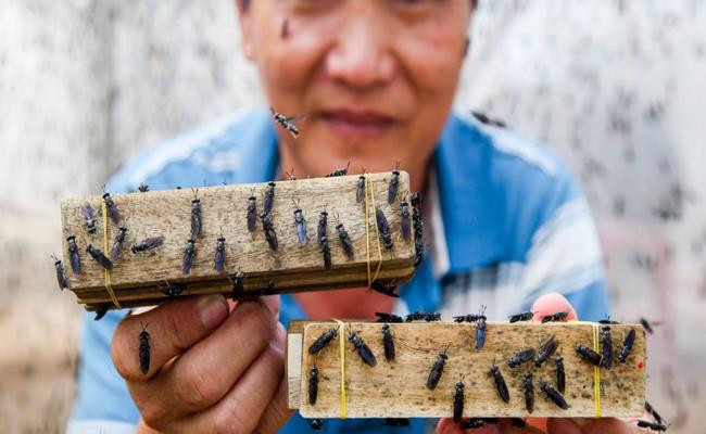 Ruồi lính đen vừa giúp xử lý rác thải, vừa tạo ra nguồn thức ăn dinh dưỡng phục vụ chăn nuôi. Chất thải từ nuôi ruồi có thể sử dụng làm phân bón hữu cơ cho cây trồng. Ảnh: Dân Việt