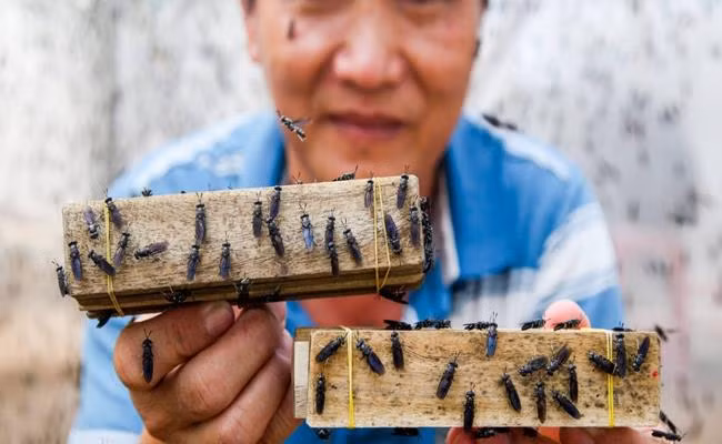 Ruồi lính đen vừa giúp xử lý rác thải, vừa tạo ra nguồn thức ăn dinh dưỡng phục vụ chăn nuôi. Chất thải từ nuôi ruồi có thể sử dụng làm phân bón hữu cơ cho cây trồng. Ảnh: Dân Việt