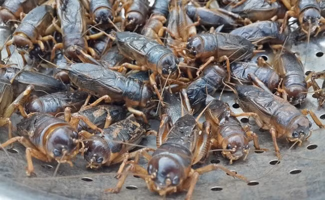 Trên thị trường, trung bình dế thương phẩm khoảng từ 900 - đến 1.000 con, giá bán dao động 100.000 - 120.000 đồng/1kg. Ảnh: Dân Việt