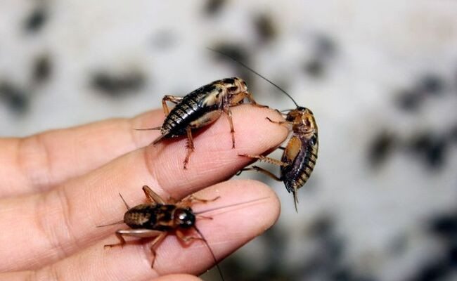 Dế to được bán cho các nhà hàng, quán nhậu làm thực phẩm, còn dế nhỏ hơn được bán làm mồi câu cá và thức ăn cho chim cảnh. Ảnh: Dân Việt