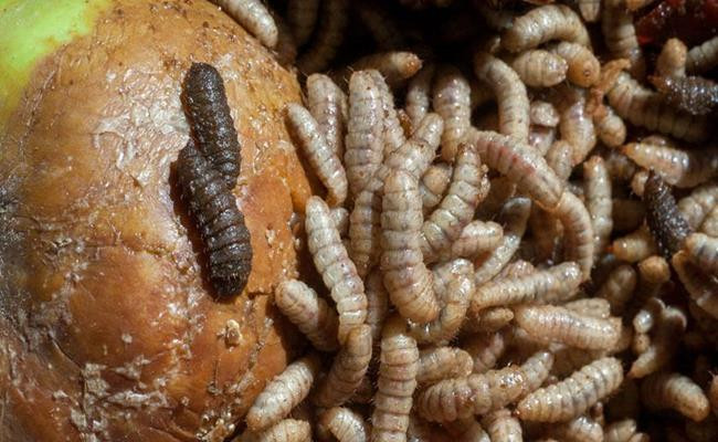 Nuôi ruồi lính đen khá nhàn hạ, chi phí thấp, thức ăn rất dễ kiếm và rẻ, thậm chí là “0 đồng”. Ảnh: Dân Việt