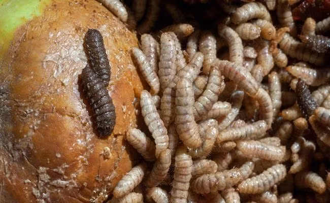 Nuôi ruồi lính đen khá nhàn hạ, chi phí thấp, thức ăn rất dễ kiếm và rẻ, thậm chí là “0 đồng”. Ảnh: Dân Việt