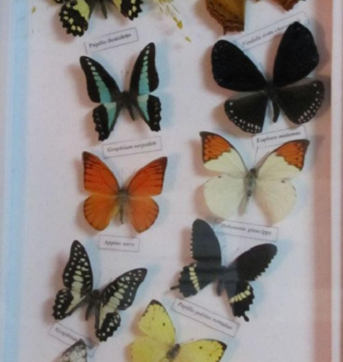 Không chỉ dế, ruồi lính đen, bướm cũng là loài côn trùng có vòng đời ngắn ngủi song giá trị kinh tế không hề nhỏ. Ảnh: Congan