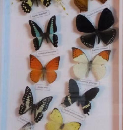 Không chỉ dế, ruồi lính đen, bướm cũng là loài côn trùng có vòng đời ngắn ngủi song giá trị kinh tế không hề nhỏ. Ảnh: Congan