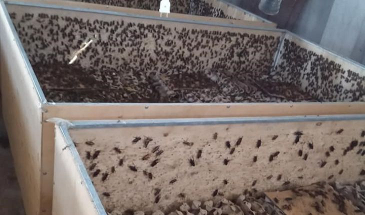 Trứng dế cũng là mặt hàng "hái ra tiền” khi mỗi khay trứng có giá từ 70.000 – 80.000 đồng. Ảnh: Internet