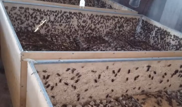 Trứng dế cũng là mặt hàng "hái ra tiền” khi mỗi khay trứng có giá từ 70.000 – 80.000 đồng. Ảnh: Internet