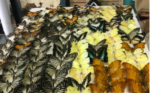 Bướm được sử dụng để tạo ra các bức tranh bướm nghệ thuật và xuất khẩu. Ảnh: Congan