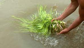 Hẹ nước vốn là thứ rau dại mọc đầy ruộng, kênh mương, đầm nước ở miền Tây. Xưa kia, hẹ nước được coi như là một món ăn "cứu đói". Ảnh: Internet