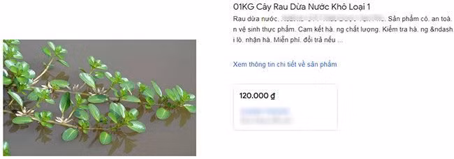 Trên chợ mạng và các cửa hàng rau sạch, rau dừa có giá tới 120.000 đồng/kg. Ảnh chụp màn hình