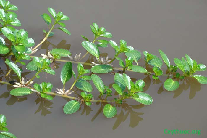 Rau dừa miền Tây xưa mọc dại khắp nơi, thậm chí người dân còn nhổ vứt đi. Thế nhưng, nay rau dừa thành đặc sản ở thành phố. Ảnh: Internet