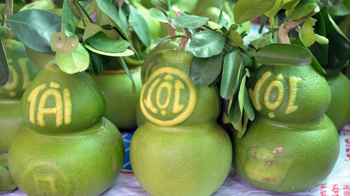 Năm nay, do khan hàng nên những trái bưởi hồ lô được dự báo sẽ có giá tăng cao hơn trong dịp Tết Nguyên đán. Ảnh: Nongnghiep