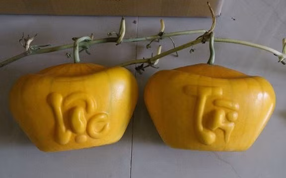 Không chỉ bưởi, dưa hấu khắc tỉa các hình dáng độc lạ như thỏi vàng, hình ông tài lộc, chữ thư pháp: Phúc, Lộc, Thọ...cũng được nhiều khách hàng quan tâm trong dịp Tết. Ảnh: Vietnamnet