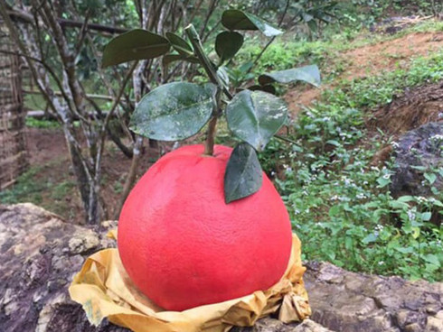 Nhiều cặp quả đẹp còn có giá lên tới 400.000 đến 500.000 đồng. Loại bưởi này chủ yếu khách đặt mua làm quà biếu Tết. Ảnh: Tintuconline