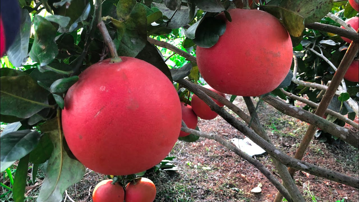 Bưởi mất mùa nhưng bù lại quả đẹp hơn, giá cao hơn so với mọi năm. Nếu như năm ngoái, bưởi bán cả vườn chỉ có giá 70.000-80.000 đồng/quả, thì năm nay, thương lái đã trả lên 100.000-120.000 đồng/quả. Ảnh: Youtube