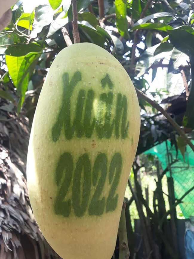 Những trái xoài in chữ thư pháp có giá bán từ 200.000 - 300.000 đồng/trái vẫn "đắc như tôm tươi" mỗi dịp Tết. Ảnh: Dân Việt