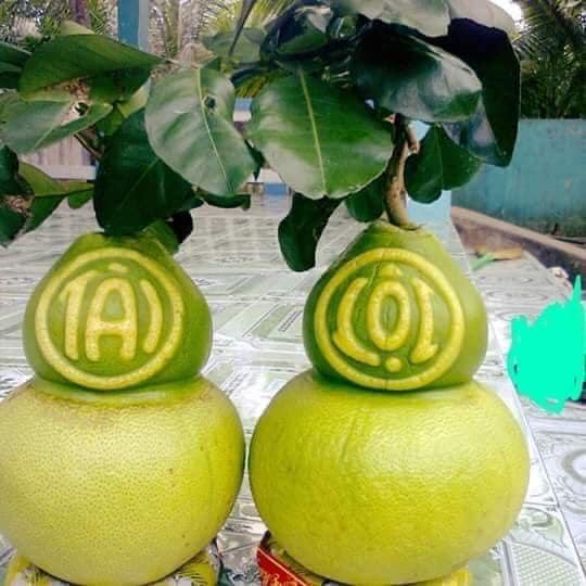 Ngoài bưởi đỏ tiến vua, bưởi hồ lô cũng là trái cây hút khách mỗi dịp Tết đến. Tuy nhiên, do ảnh hưởng của dịch COVID-19 nên năm nay, nguồn cung bưởi hồ lô hạn chế về số lượng. Ảnh: Facebook