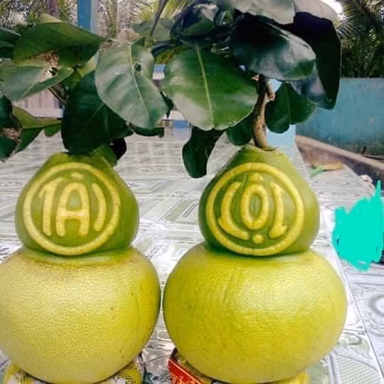 Ngoài bưởi đỏ tiến vua, bưởi hồ lô cũng là trái cây hút khách mỗi dịp Tết đến. Tuy nhiên, do ảnh hưởng của dịch COVID-19 nên năm nay, nguồn cung bưởi hồ lô hạn chế về số lượng. Ảnh: Facebook