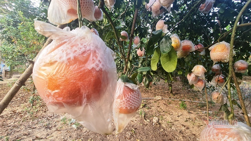 Theo người dân địa phương, năm nay do bưởi không được mùa, nên ngay từ bây giờ, thương lái đã tranh nhau đặt cọc. Ảnh: Vietnamnet