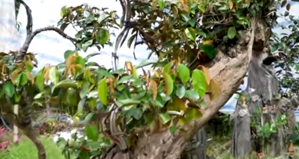 Cành lá được cắt tỉa giống như những vảy rồng.