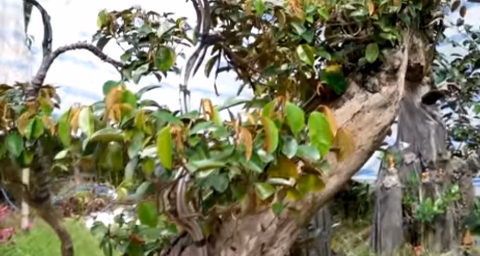 Cành lá được cắt tỉa giống như những vảy rồng.