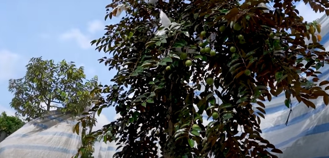 Sau đó vì thấy hình dáng kỳ quái nên đã tạo hình thành chú rồng đang bay lượn.