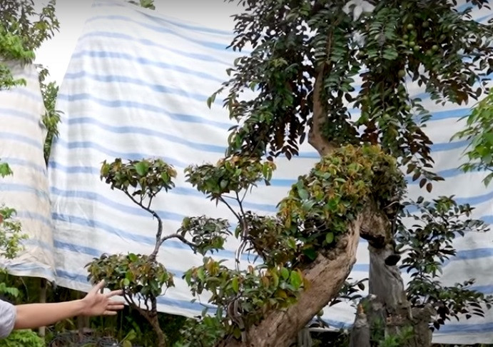 Vì mất nhiều năm, bỏ nhiều công sức chăm sóc, tạo dáng thế, chủ nhân quyết định phát giá 3 tỷ cho cây vú sữa dáng rồng. Nguồn ảnh: chụp màn hình