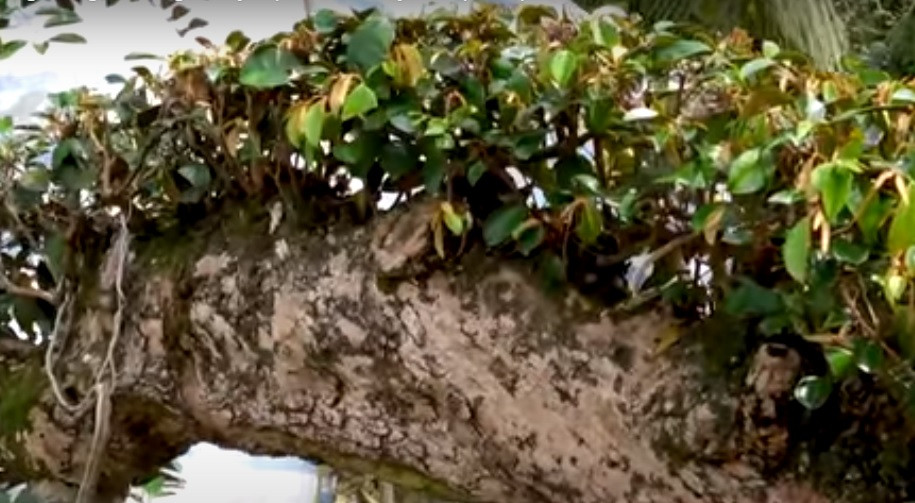 Phần đuôi vút cao là tán cây với rất nhiều trái sai trĩu.