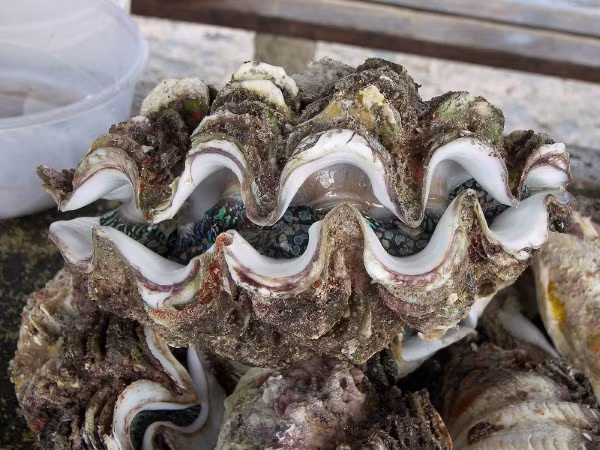 Dưới phần bình luận, nhiều người nhận ra đây là loài sò tai tượng - một trong những loài động vật được đưa vào danh sách cực quý hiếm ở nước ta. Ảnh: Anphu pet