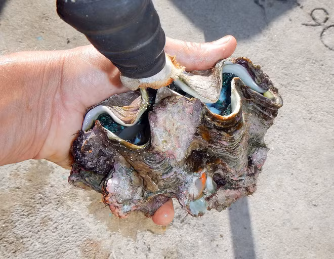 Sò tai tượng đắt đỏ đến như vậy là bởi chúng bám cứng vào vách đá nên quá trình khai thác cực kỳ khó khăn. Ngư dân chỉ có thể lặn xuống độ sâu lên đến 30 - 50m dưới đáy biển mới đánh bắt được. Ảnh: Getty Image.