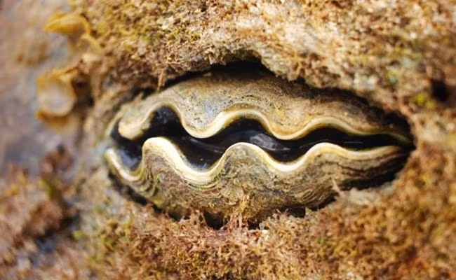 Sò tai tượng có thể nặng hơn 200 kg và chiều ngang đạt 120 cm. Đặc biệt, tuổi thọ trung bình của "quái sò" nayuf trong tự nhiên thường từ 100 năm trở lên. Ảnh: Dân Việt