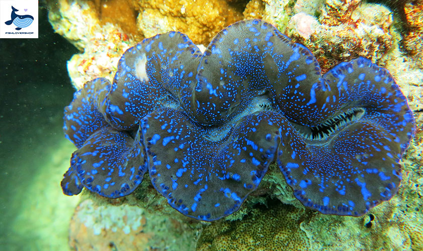 Ngoài phần thịt thì phần vỏ sò tai tượng có vai trò làm đồ trang trí như vòng tay, vòng cổ...Ảnh: Getty