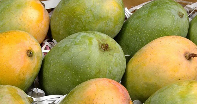 Người Ấn Độ còn gọi xoài Kesar là "Vua trái cây” hay “Trái Vua”. Đây cũng là biểu tượng cho giới giàu mới nổi tại Ấn Độ. Ảnh: Indiamart